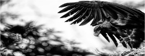 Stunning photo of the wedge tailed eagle in black and white. The wedge tail eagle can often be seen around the island.